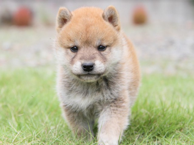 IMG_0716-shibainu-koinu