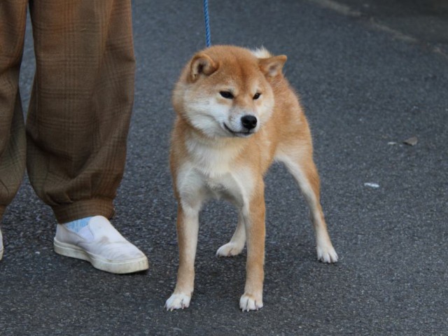 IMG_0718-shibainu-koinu