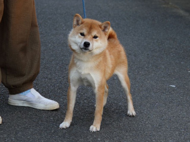 IMG_0721-shibainu-koinu