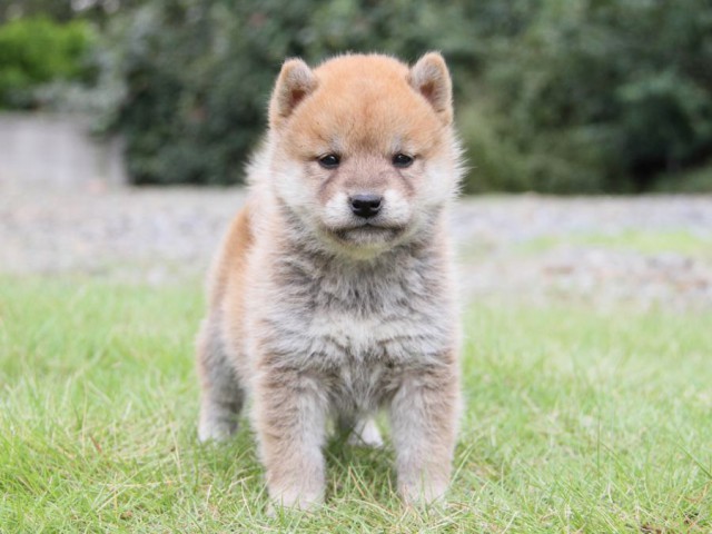 IMG_0725-shibainu-koinu