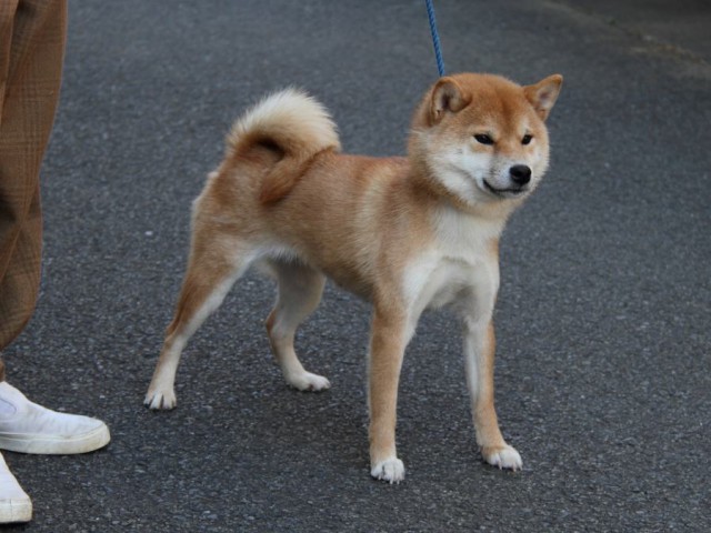 IMG_0727-shibainu-koinu