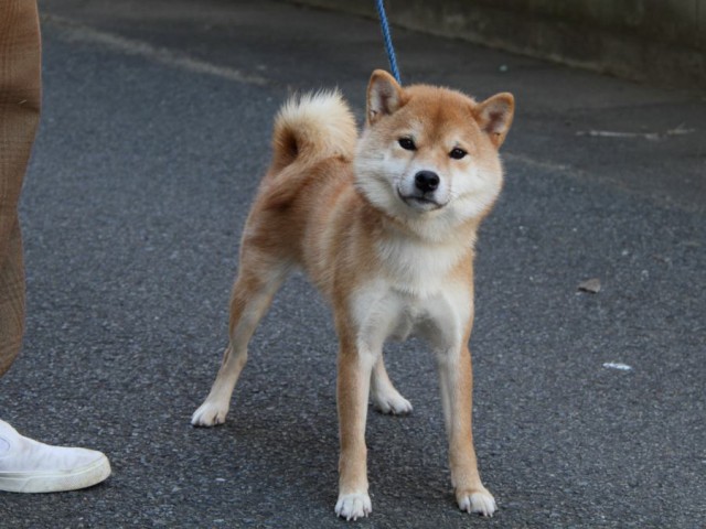 IMG_0738-shibainu-koinu