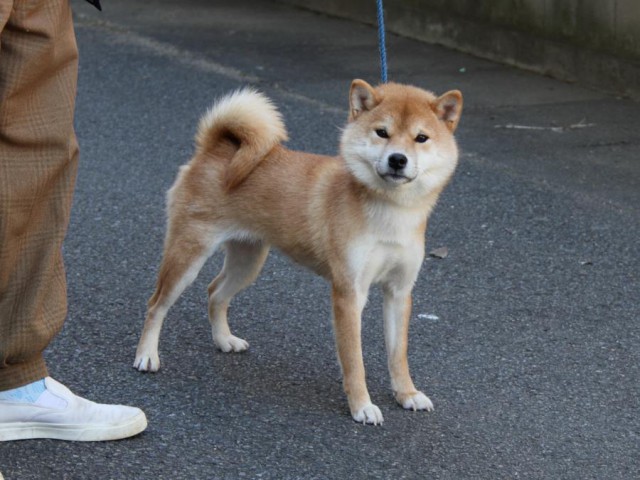 IMG_0749-shibainu-koinu