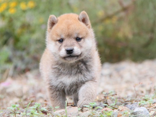 IMG_0767-shibainu-koinu