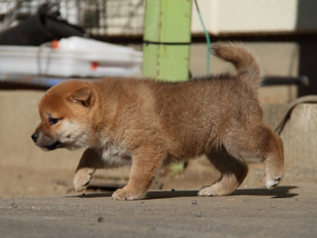 IMG_0803-shibainu-koinu