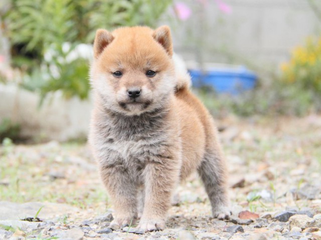 IMG_0820-shibainu-koinu