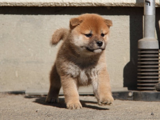 IMG_0823-shibainu-koinu