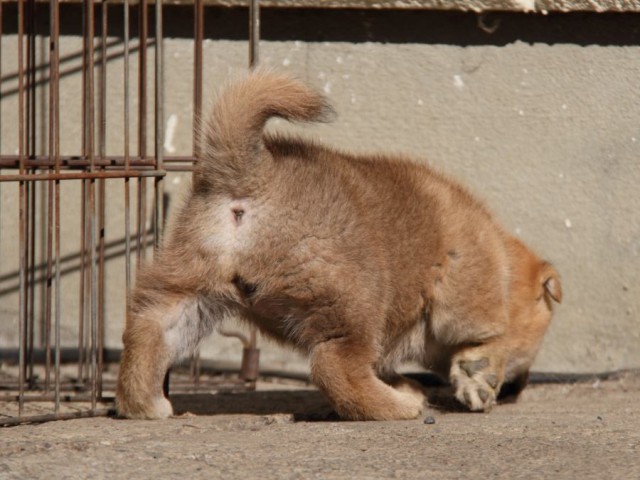 IMG_0837-shibainu-koinu