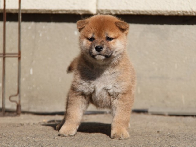 IMG_0841-shibainu-koinu