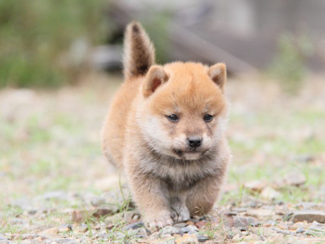 IMG_0862-shibainu-koinu