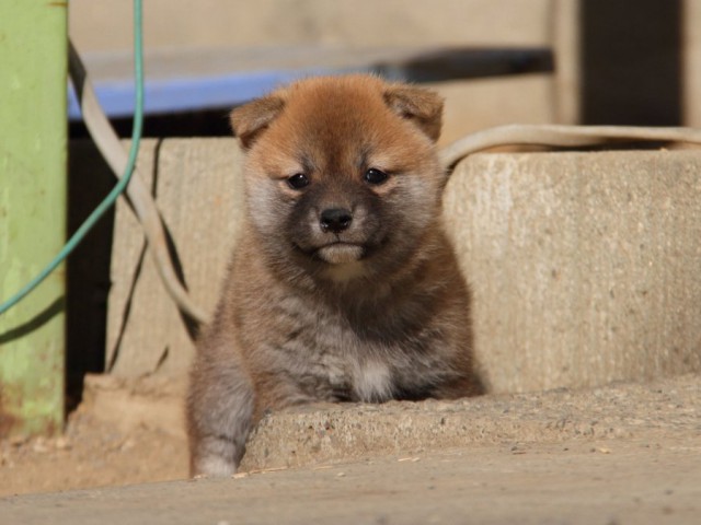 IMG_0868-shibainu-koinu