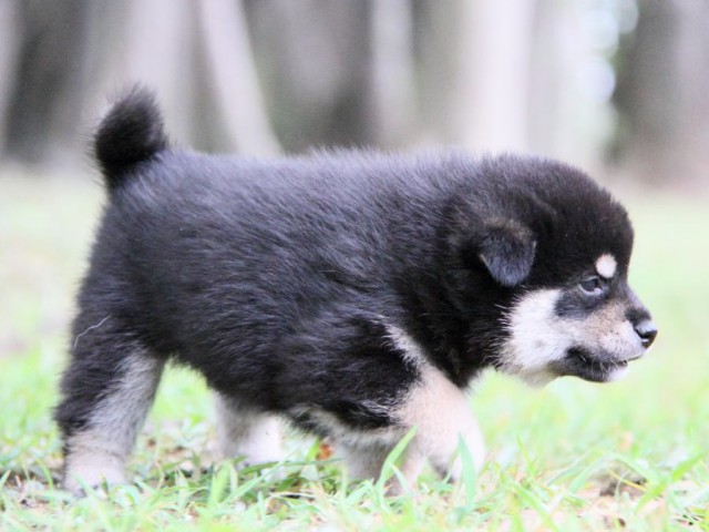 IMG_0871-shibainu-puppy