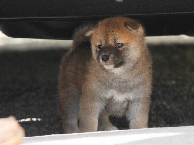 IMG_0876-shibainu-koinu