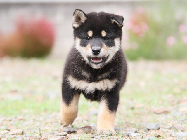 IMG_0891-shibainu-koinu