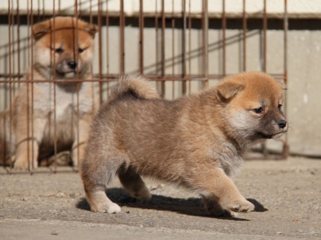 IMG_0893-shibainu-koinu