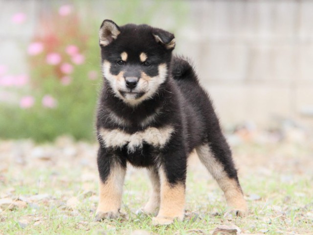 IMG_0901-shibainu-koinu