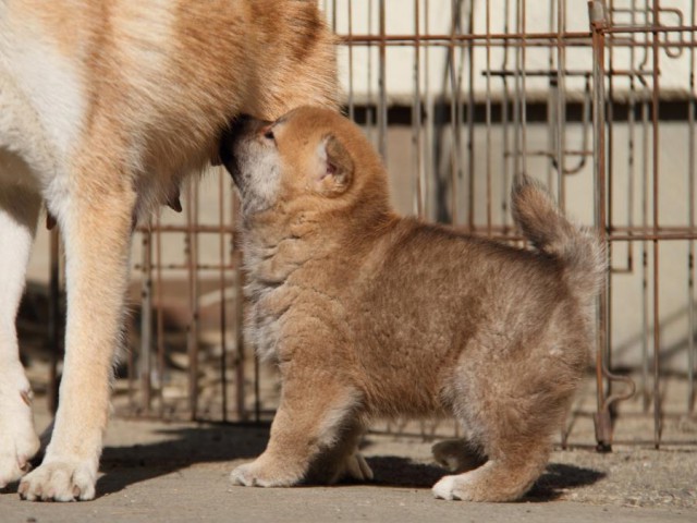 IMG_0907-shibainu-koinu