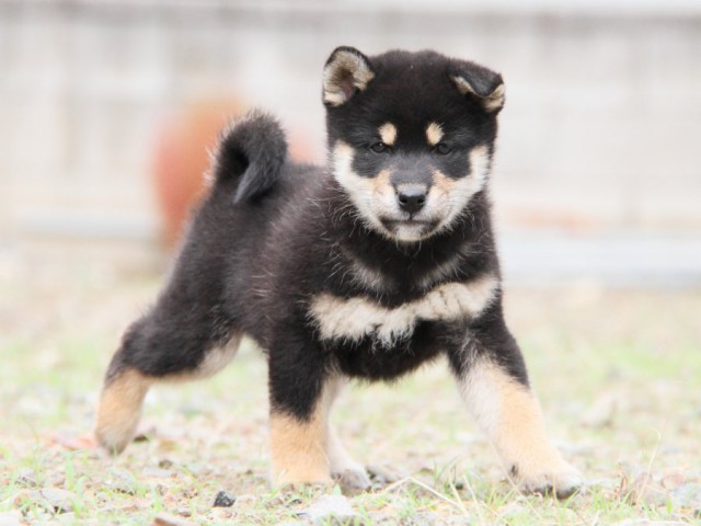 IMG_0914-shibainu-koinu