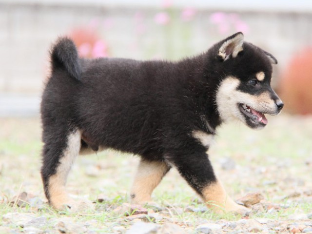 IMG_0918-shibainu-koinu