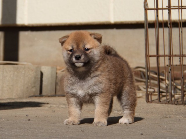 IMG_0923-shibainu-koinu