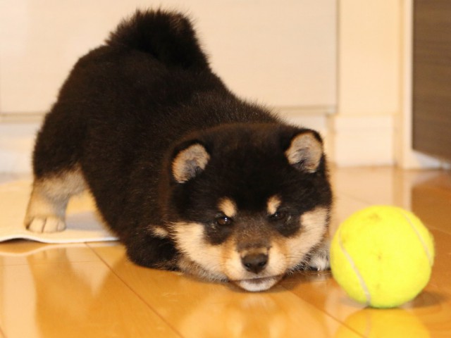 IMG_0948-shiba-puppy