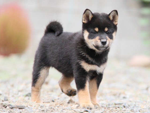 IMG_0959-shibainu-koinu