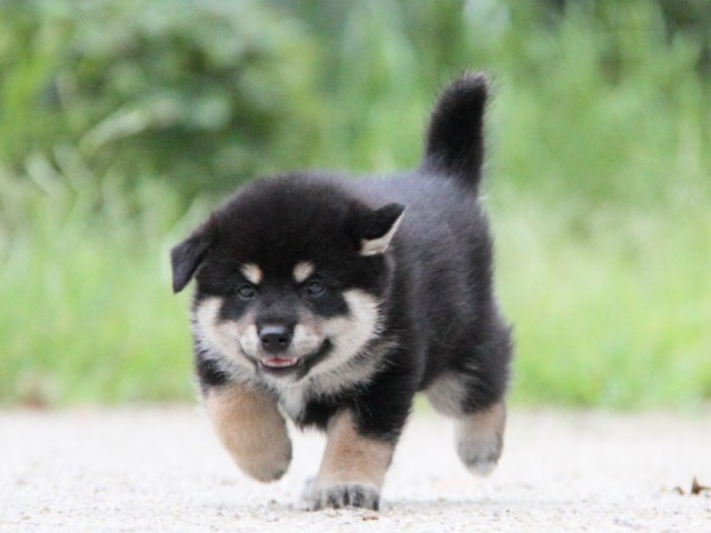 IMG_0993-shibainu-puppy