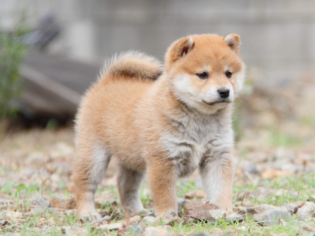 IMG_1007-shibainu-koinu