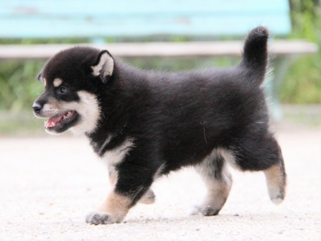 IMG_1014-shibainu-puppy