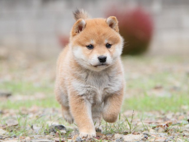 IMG_1021-shibainu-koinu