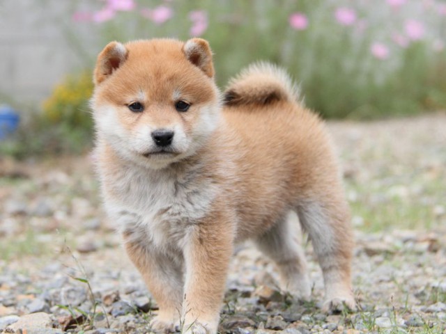 IMG_1031-shibainu-koinu