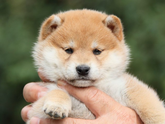 IMG_1063-shibainu-koinu