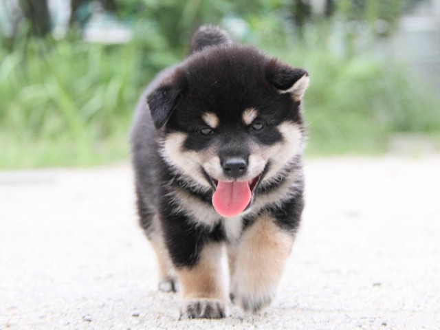 IMG_1227-shibainu-puppy