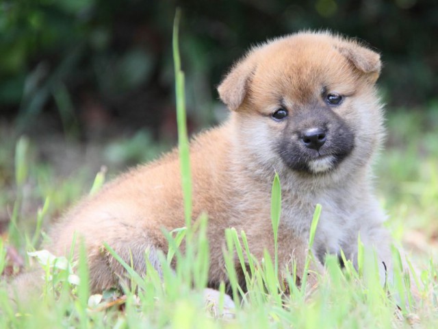 IMG_1276-shibainu-puppy