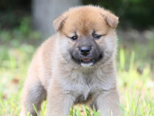 IMG_1303-shibainu-puppy