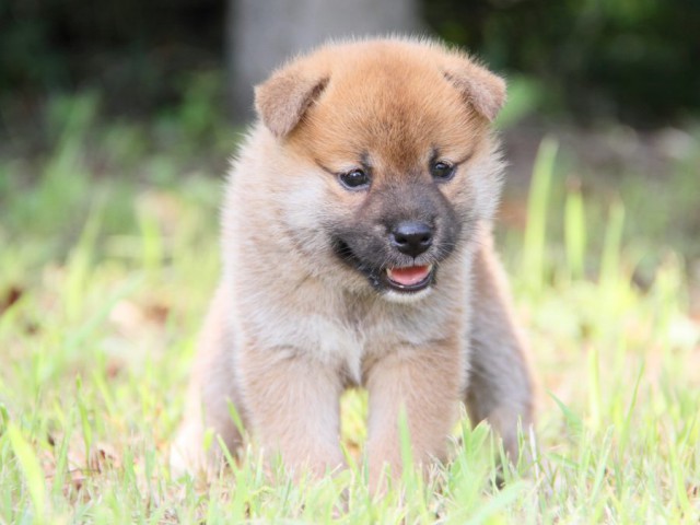 IMG_1330-shibainu-puppy