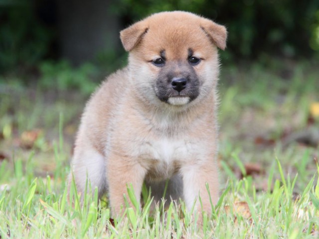 IMG_1351-shibainu-puppy