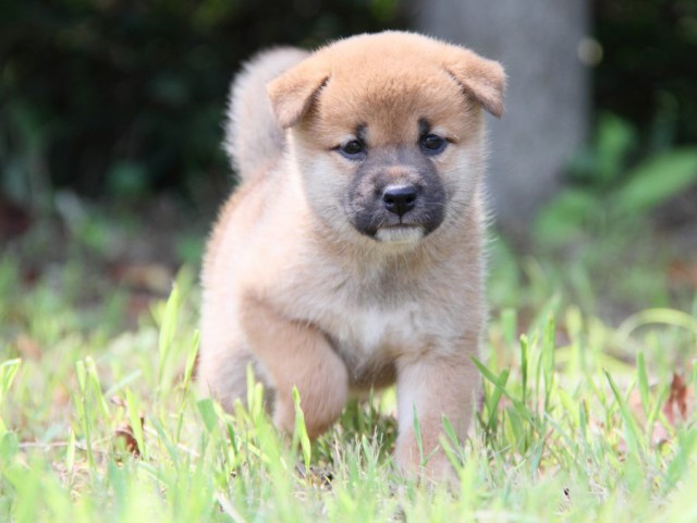 IMG_1410-shibainu-puppy