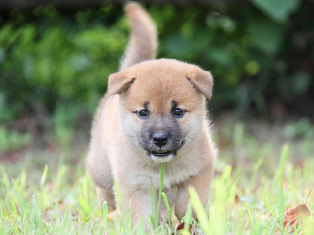 IMG_1443-shibainu-puppy