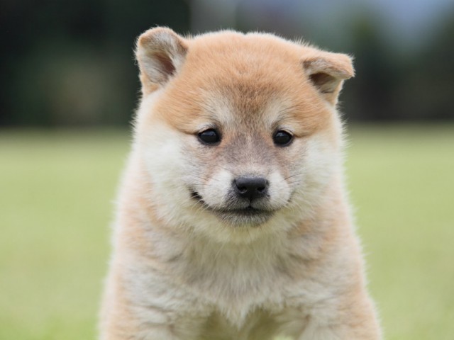 IMG_1445-shibainu-koinu