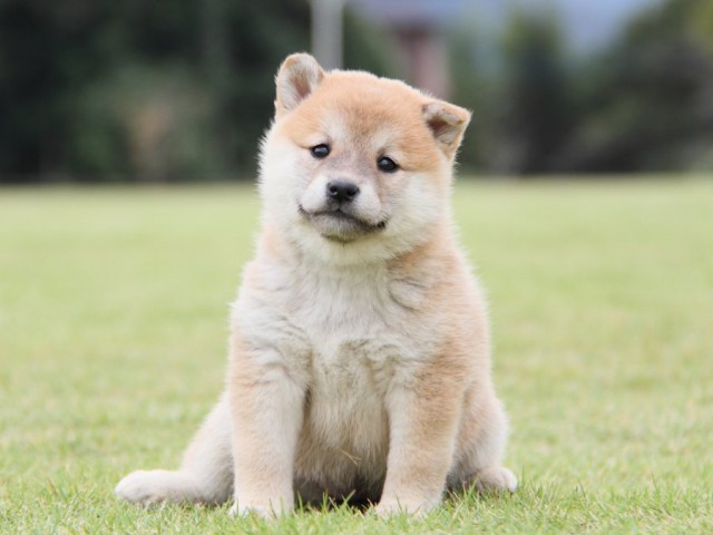 IMG_1470-shibainu-koinu