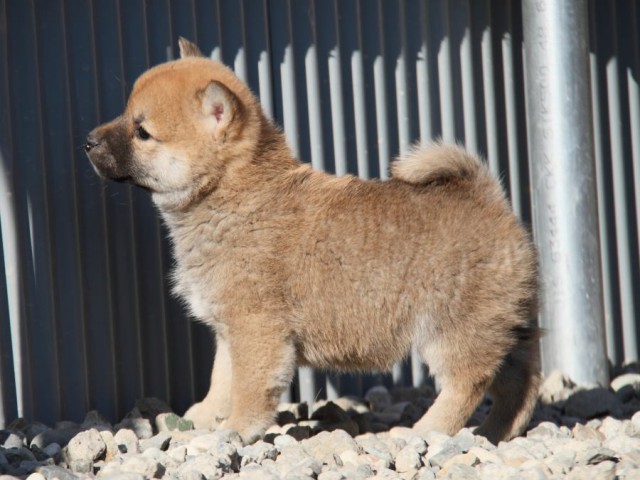 IMG_1485-shibainu-koinu