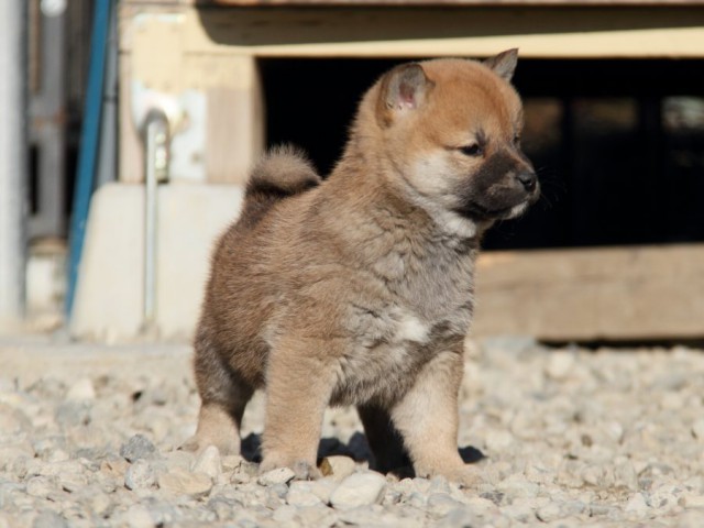 IMG_1501-shibainu-koinu