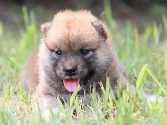 IMG_1507-shibainu-puppy