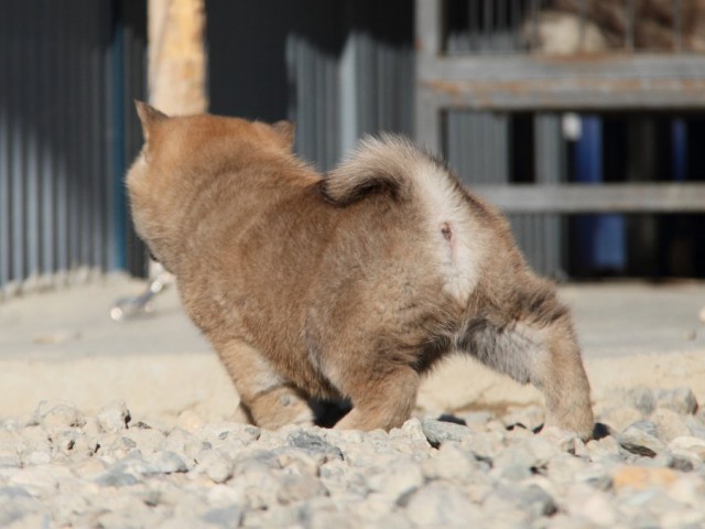 IMG_1516-shibainu-koinu