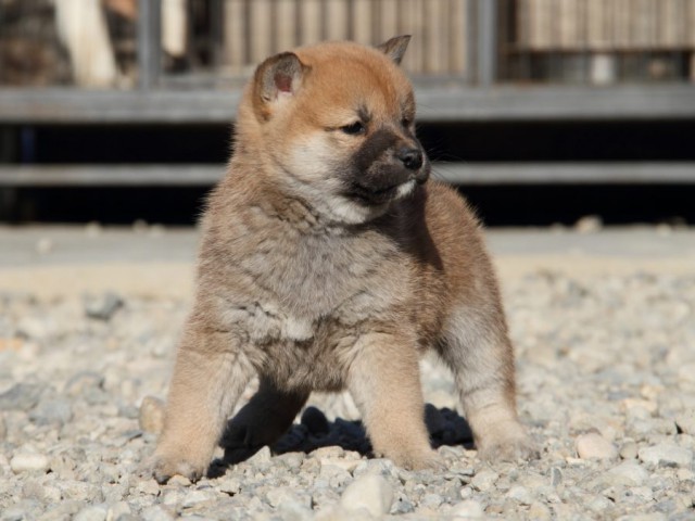 IMG_1524-shibainu-koinu