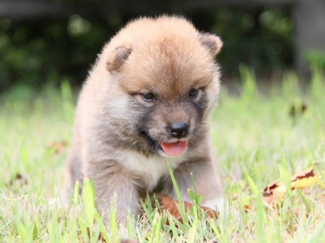 IMG_1528-shibainu-puppy