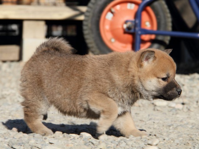 IMG_1533-shibainu-koinu