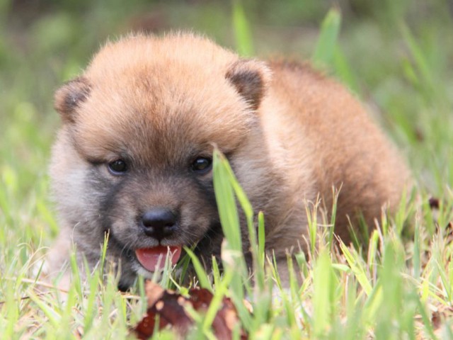 IMG_1544-shibainu-puppy