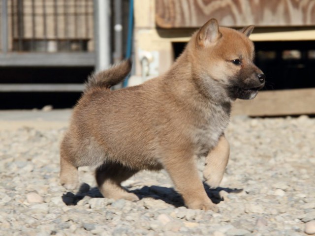 IMG_1569-shibainu-koinu